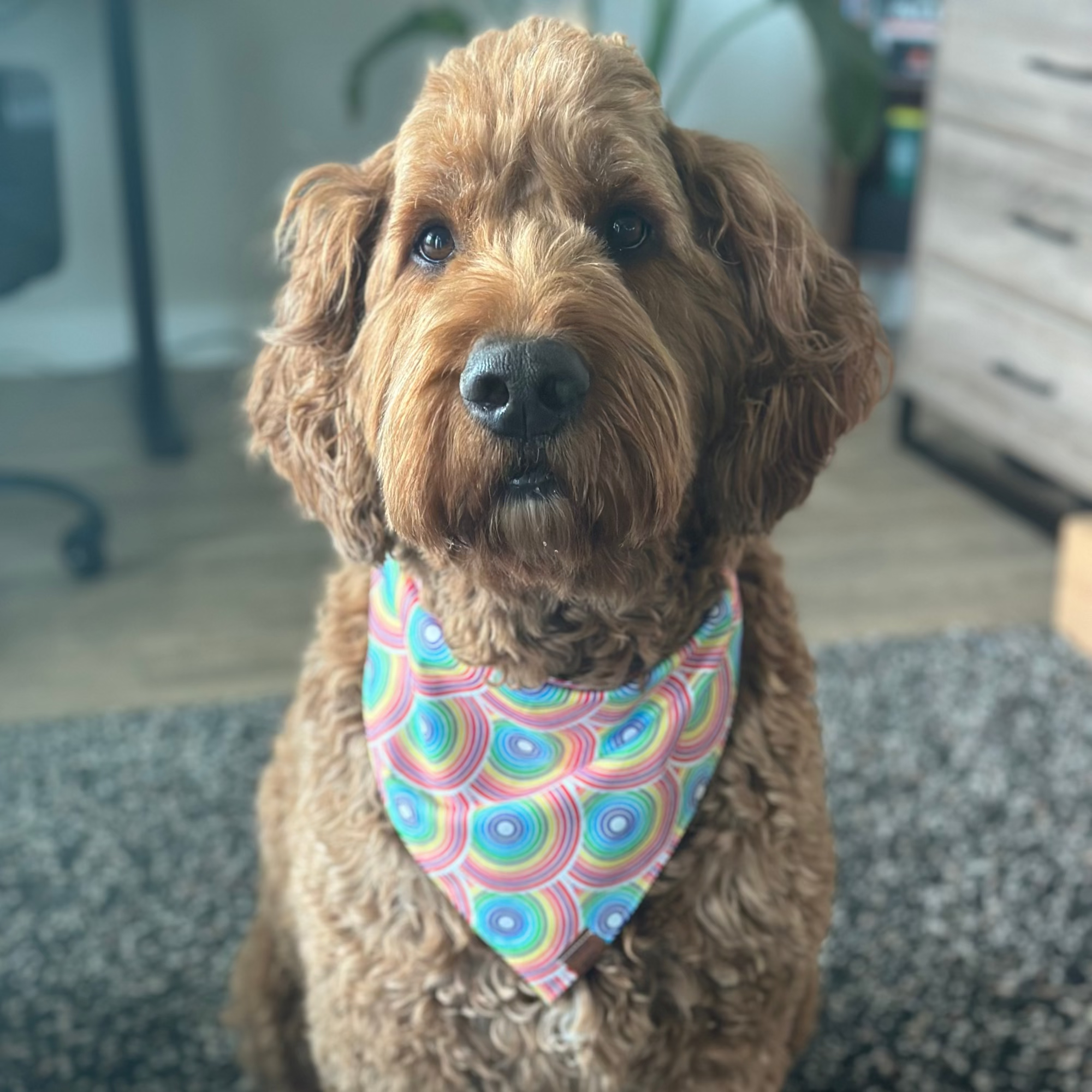 Wattson’s Pride Bandana 🌈