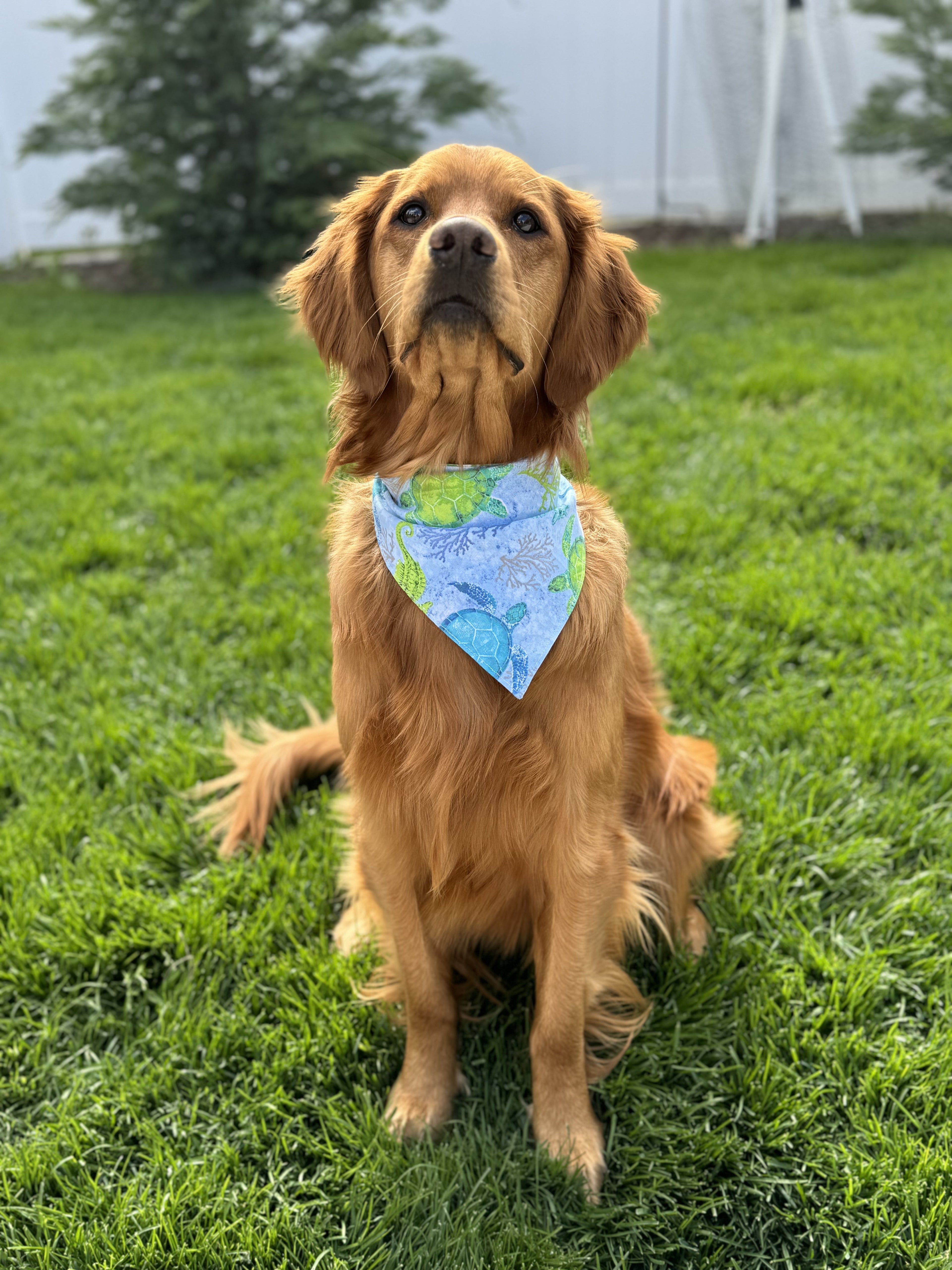 Moqui’s Ocean Adventure Bandana 🐢🌊
