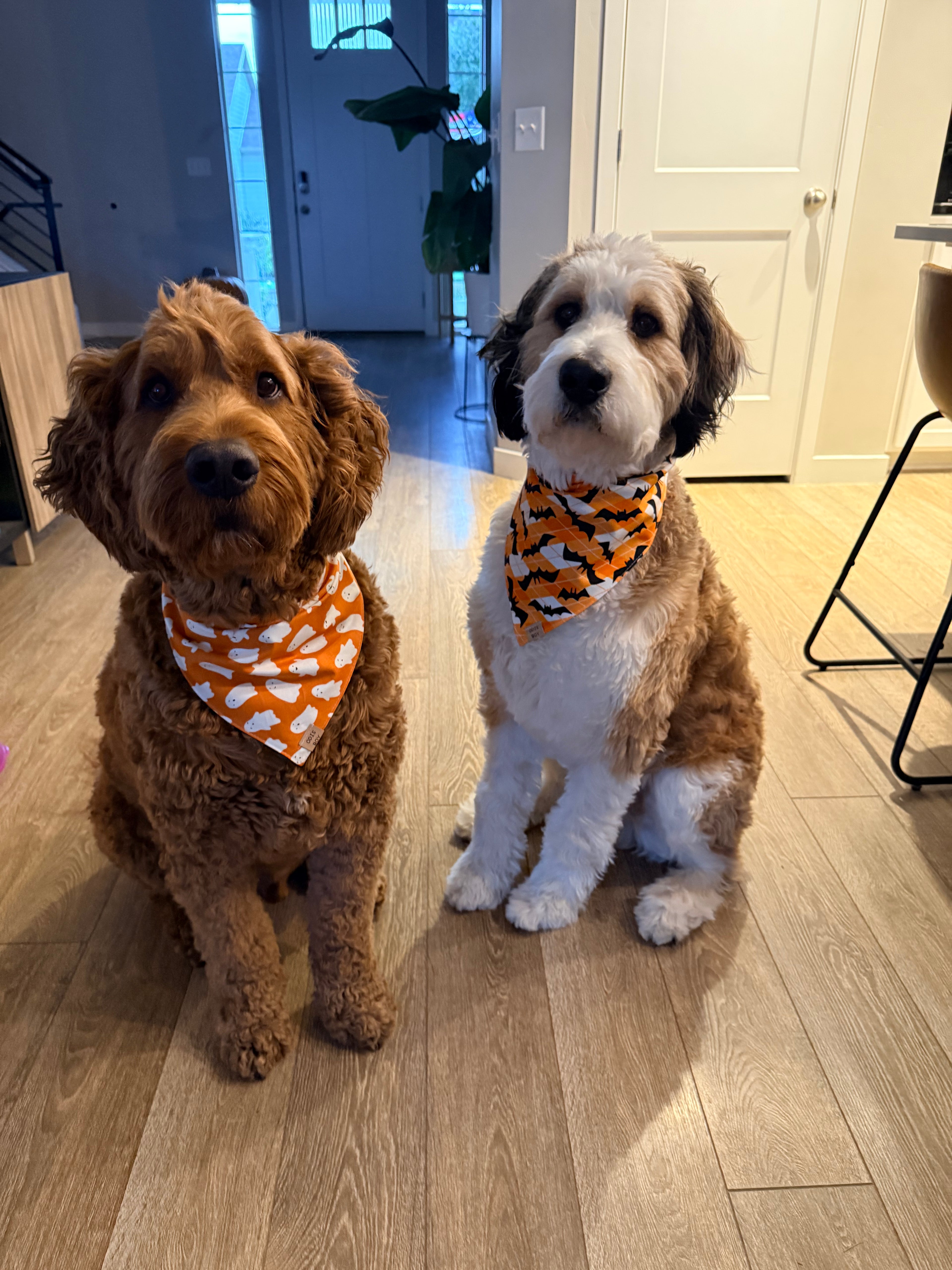 Ghosties & Checkered Orange